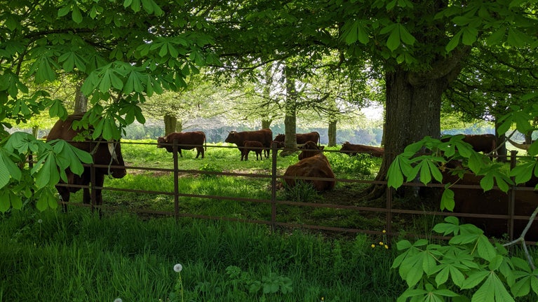 A group of red-brown cows with calves standing under green leafy trees